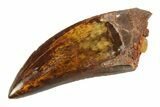Serrated Carcharodontosaurus Tooth - Real Dinosaur Tooth #351676-1